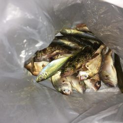 友達と遊びにハゲ釣に！