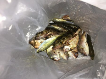 友達と遊びにハゲ釣に！