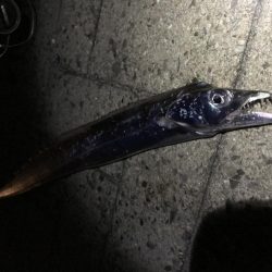 タチウオワインド