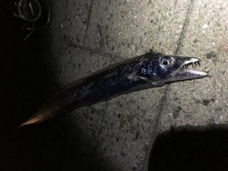 タチウオワインド