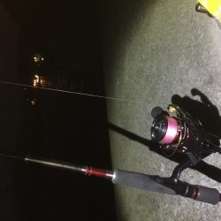 ひたすらエギング