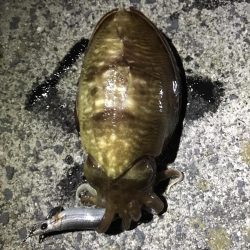 イカ釣り