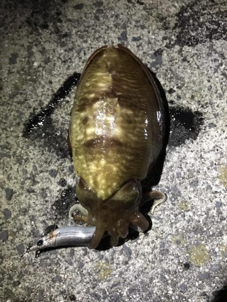 イカ釣り