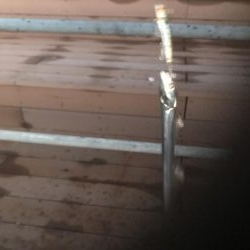 舞洲タチウオ渋い〜