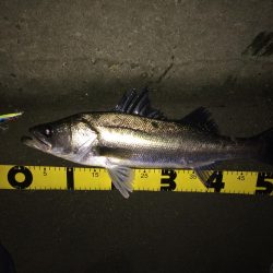 明暗のシーバス