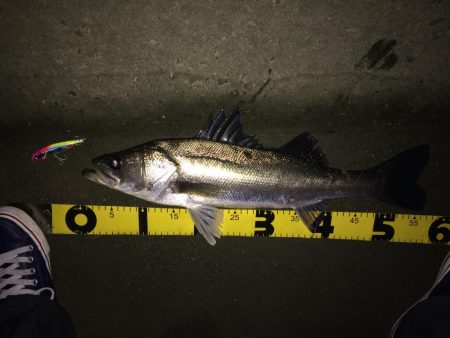 明暗のシーバス