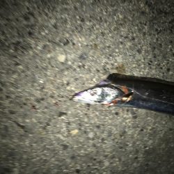 ツワモノのおじさん達