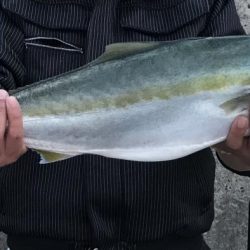 ブリ、メジロ、ハマチ