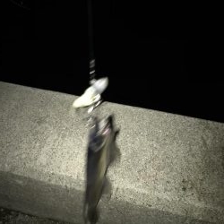 タチウオサイズダウン、、、