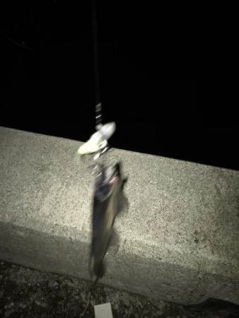 タチウオサイズダウン、、、