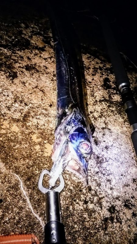 早朝の西表島で太刀魚とターポン