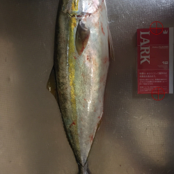 極寒ショアジギ