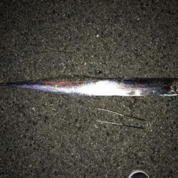 太刀魚しか釣れなかった！