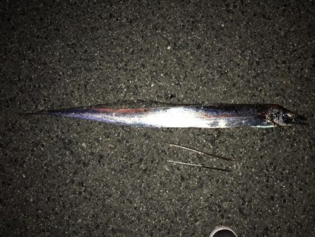 太刀魚しか釣れなかった！