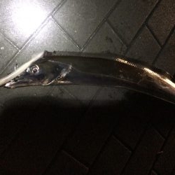 タチウオワインド