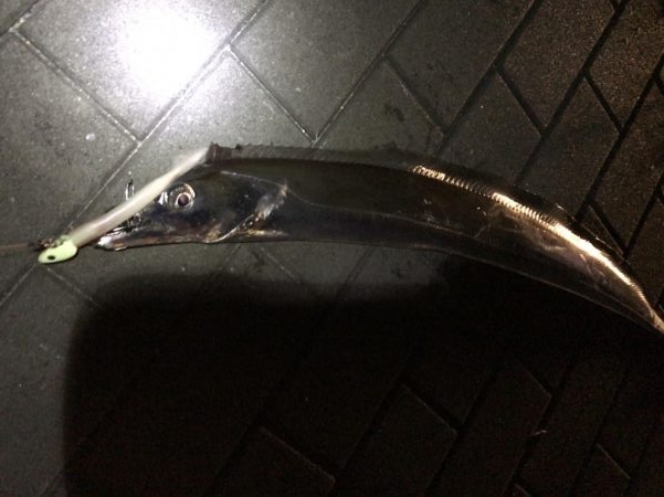 タチウオワインド