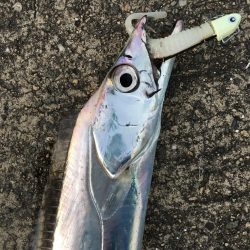 フラップ釣法、中毒性ありです！！