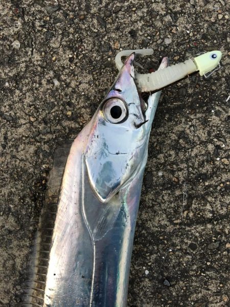 フラップ釣法、中毒性ありです！！