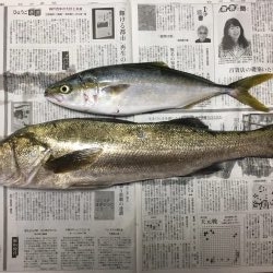 ツバス・シーバス