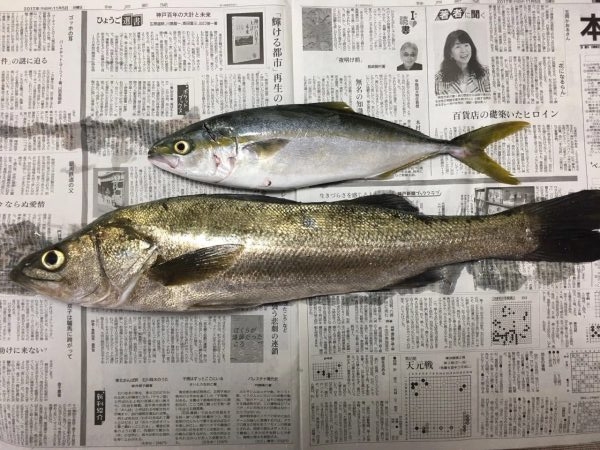 ツバス・シーバス