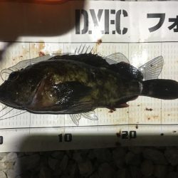 小イワシ泳がせ