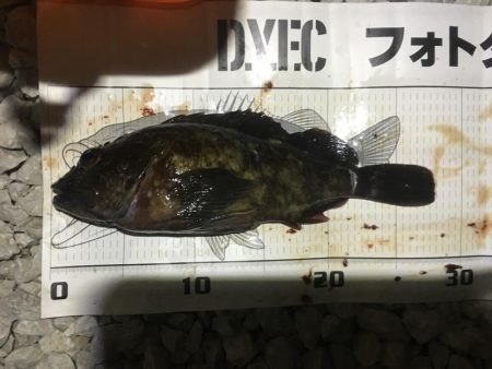 小イワシ泳がせ