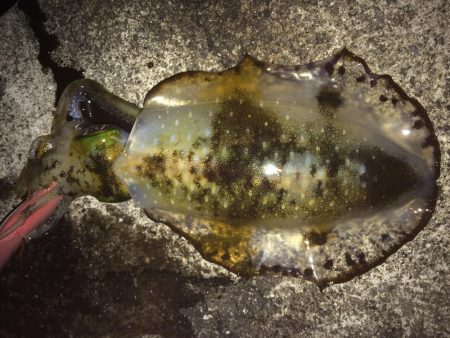 フィッシュオーン！