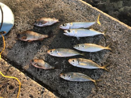 朝マズメの釣行