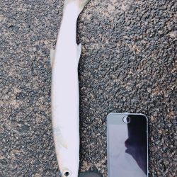 アジングですが…