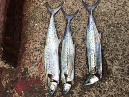 サゴシそれなり