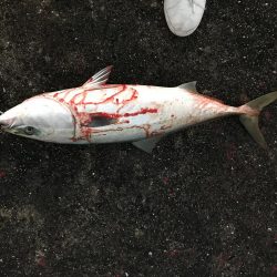 ついにきた！メジロ