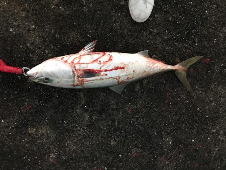 ついにきた！メジロ