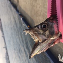 神戸港　小野浜辺りでタチウオ釣れました