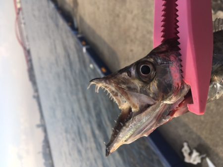 神戸港　小野浜辺りでタチウオ釣れました