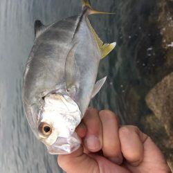 小さなボイル小さなフィッシュイーター