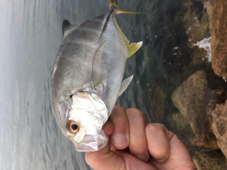 小さなボイル小さなフィッシュイーター