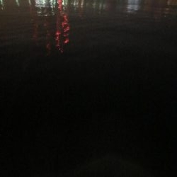 ホームでタチウオ