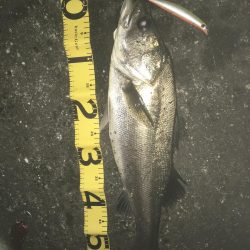 落ち鮎パターン炸裂!