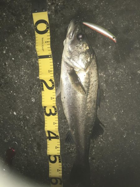 落ち鮎パターン炸裂!