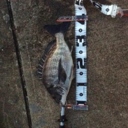 惜しいあと1センチで年無し