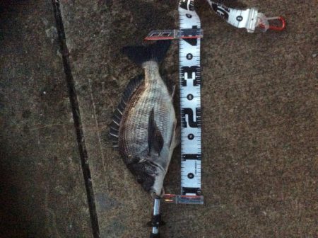 惜しいあと1センチで年無し