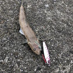 良型ムラソイ釣果