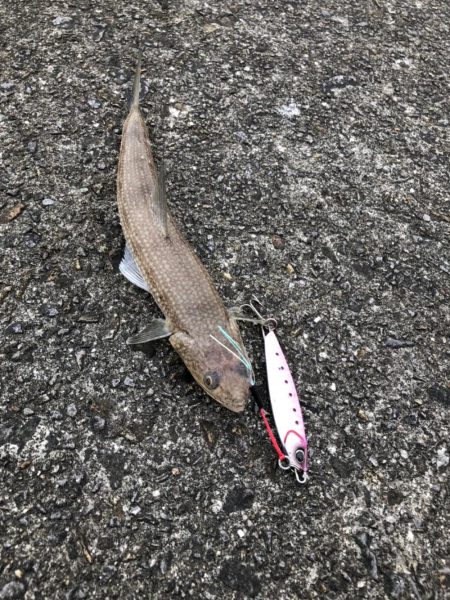 良型ムラソイ釣果