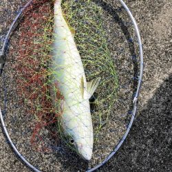 浮き呑ませ、エレベーター仕掛けの2刀流