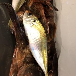 去年の面影なし