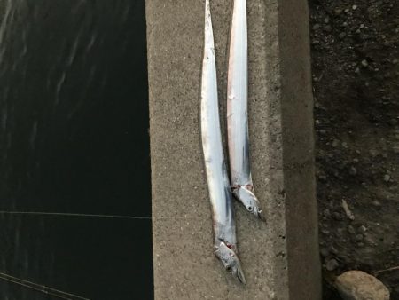 夕まずめタチウオ