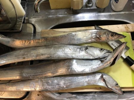 タチウオ キビナゴ