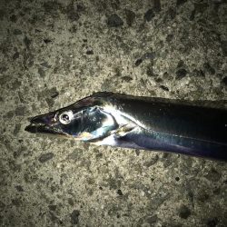 厳しい釣行が続いてます。