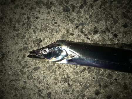 厳しい釣行が続いてます。