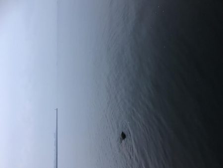 タチウオ場所移動